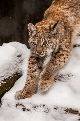 close-up lynx in de sneeuw