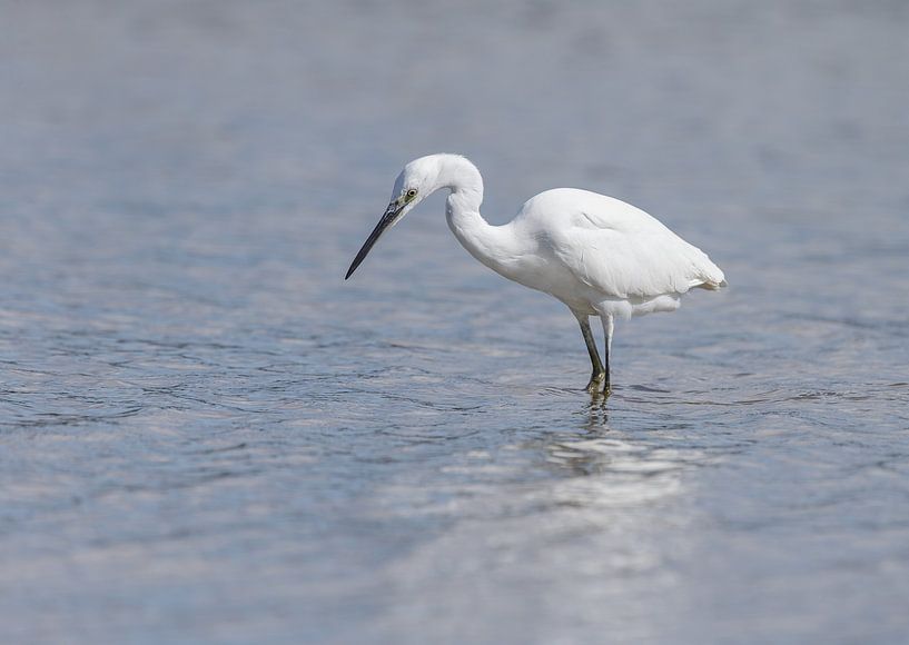 Aigrette garzette par Dennis Schaefer
