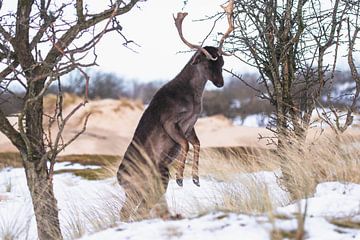 Prancing fallow deer with antlers in the snow by Anne Zwagers