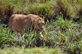 Löwin marschiert zum Wasser von Peter Michel