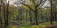 Bos in het voorjaar van Evert Jan Kip thumbnail