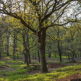 Wald im Frühjahr von Evert Jan Kip