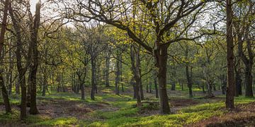 Bos in het voorjaar van Evert Jan Kip