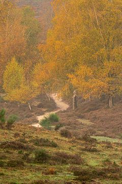 Autumn image from the posbank by Michel Knikker