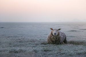 Sheep in the morning von Jo Pixel