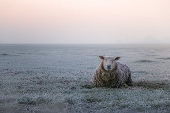 Schaap in vroege ochtend
