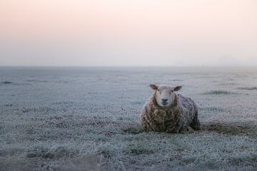 Sheep in the morning by Jo Pixel