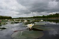 Waterlelies