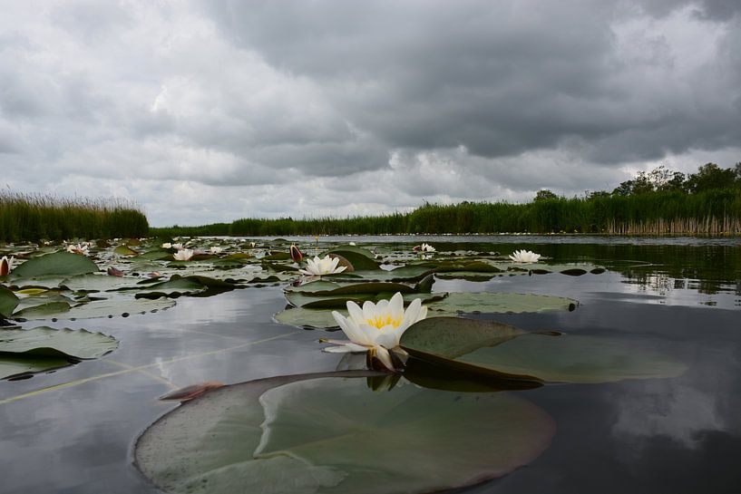 Waterlelies van Maurice Kruk