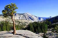 Hoog op een berg, daar groeit een boom