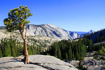 Hoog op een berg, daar groeit een boom