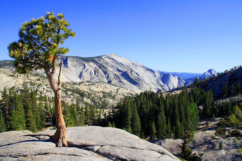 Hoog op een berg, daar groeit een boom by Laurence Meijer