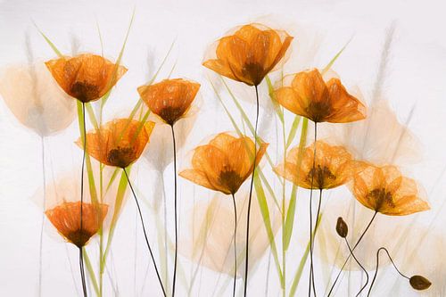 Poppy Art - Coquelicots orange sur Brigitte van Krimpen