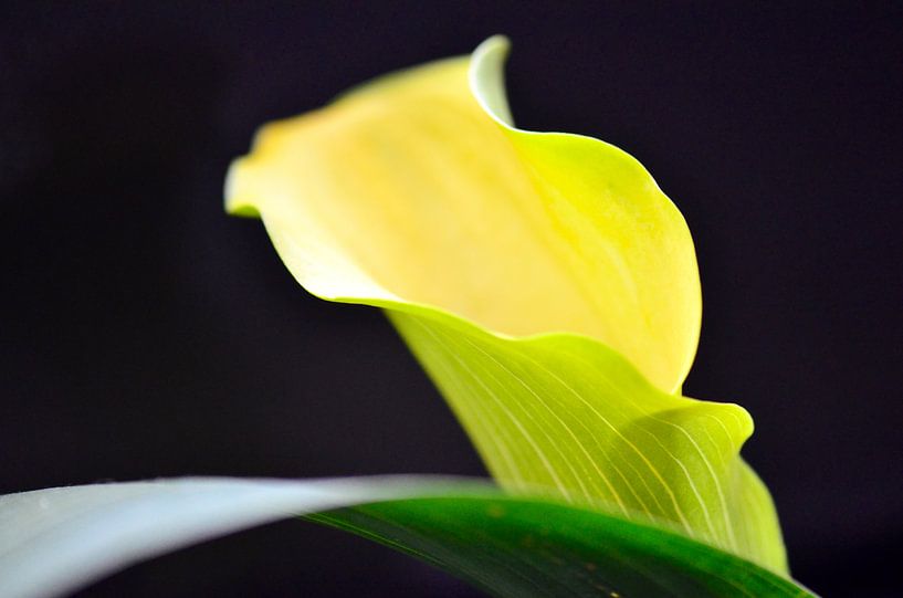 Calla op groen blad by Ilja Kalle