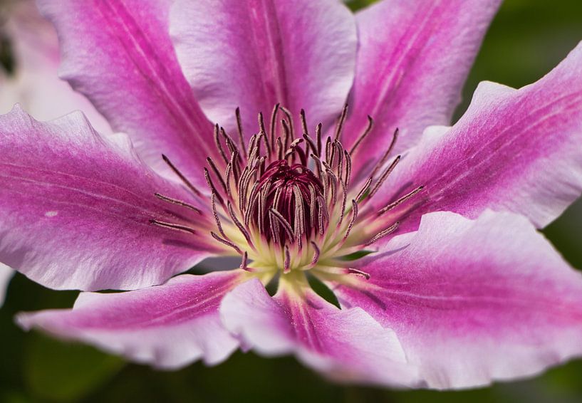 Clematis come in many colors by Natuurpracht   Kees Doornenbal