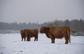 Scottish Highlanders in the snow by Ans Bastiaanssen