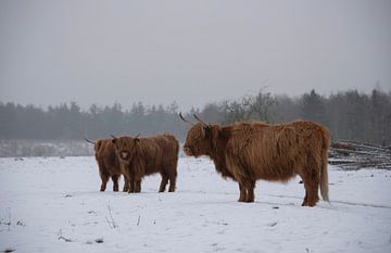 Schotse Hooglanders in de sneeuw... van Ans Bastiaanssen