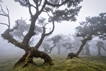 In het land van Feeën en elfen....