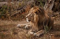 Impressief ligt en rust. Een krachtige mannelijke leeuw met een prachtige manen ligt indrukwekkend t van Michael Semenov thumbnail