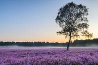 Zonsopgang over bloeiende heide op de Veluwe in de zomer van Sjoerd van der Wal Fotografie thumbnail