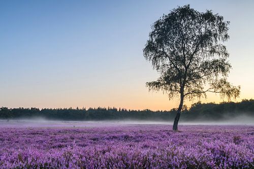 Sunrise over blossoming heath in the Veluwe nature reserve during summer