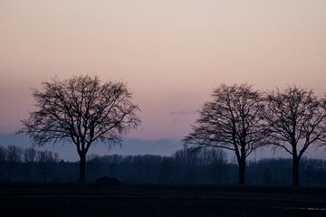 Winterbäume von Stobbe; stiltegrafie