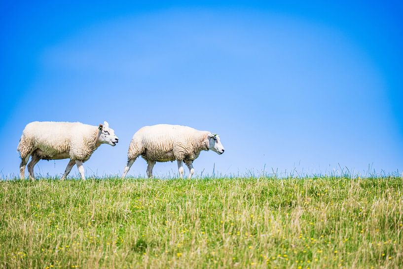 Sheep on the seawall by Dennis Venema