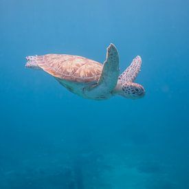 Tortue de mer sur Jon Geypen