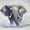 Wasserliebender Elefant von Lucia