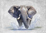 Waterliefhebbende olifant van Lucia thumbnail