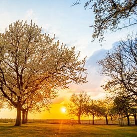 Zonsondergang in de lente tussen de bloesems van Pieterpb