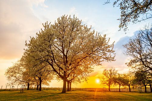 Zonsondergang in de lente tussen de bloesems