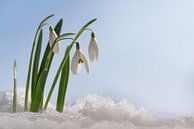 Sneeuwklokjes (Galanthus nivalis) eerste bloemen als de lente uit de sneeuw komt groeien tegen een b van Maren Winter thumbnail