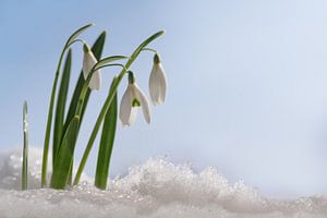 Schneeglöckchen (Galanthus nivalis) erste Blüten, wenn der Frühling aus dem Schnee gegen einen blaue