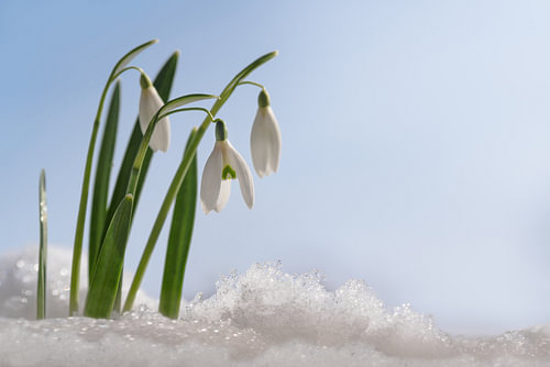 Schneeglöckchen (Galanthus nivalis) erste Blüten, wenn der Frühling aus dem Schnee gegen einen blaue