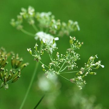 Cow parsley van Mariska de Groot