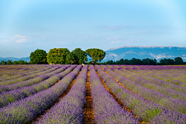 Im Sommer blüht der Lavendel in der Provence von Sjoerd van der Wal Fotografie