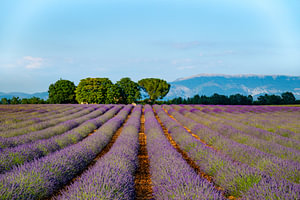 Im Sommer blüht der Lavendel in der Provence