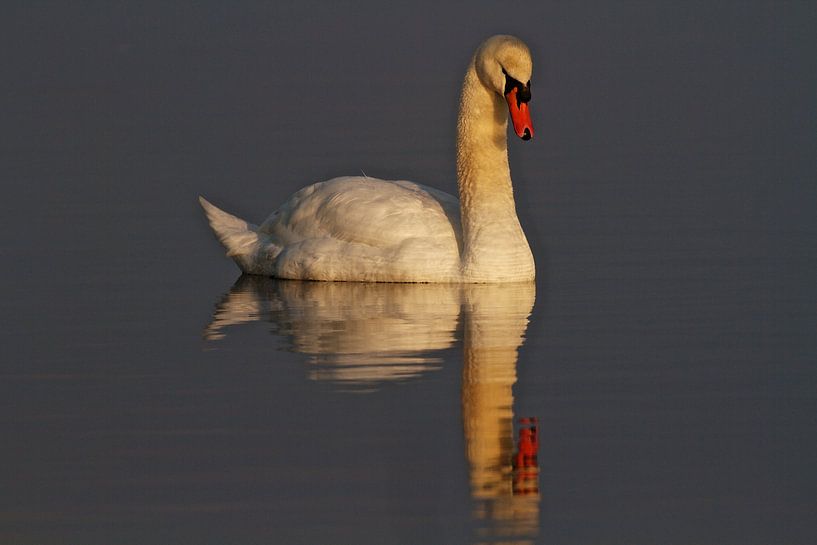 Knobbelzwaan by Ruud Lobbes