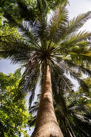 palm tree by Jordy Talboom