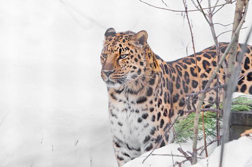 Luipaard uit het Verre Oosten kijkt vrolijk en met belangstelling op een witte besneeuwde achtergron