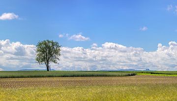 Filder landscape near Wolfschlugen