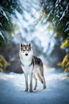 Wolfshund (Tamaskan) in Winterlandschaft von Lotte van Alderen