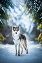 Wolf hond (Tamaskan) in winters landschap van Lotte van Alderen thumbnail