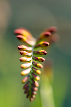 Boutons floraux en train de s'épanouir, dans des tons naturels et chaleureux