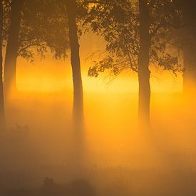 Mistige zonsopkomst in het Deelerwoud, Veluwe van Jeffrey Hol