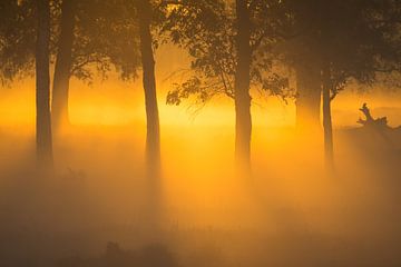 Mistige zonsopkomst in het Deelerwoud, Veluwe van Jeffrey Hol