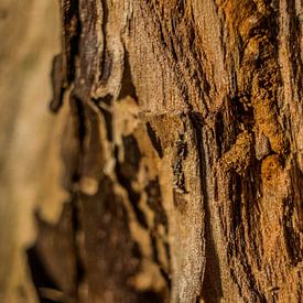 Patronen op een boom van Lavieren Photography