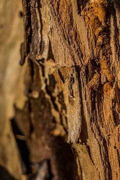 Muster auf einem Baum von Lavieren Photography