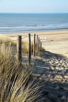 Duinen strand Zandvoort